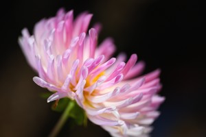 Dahlia Petal Ends 